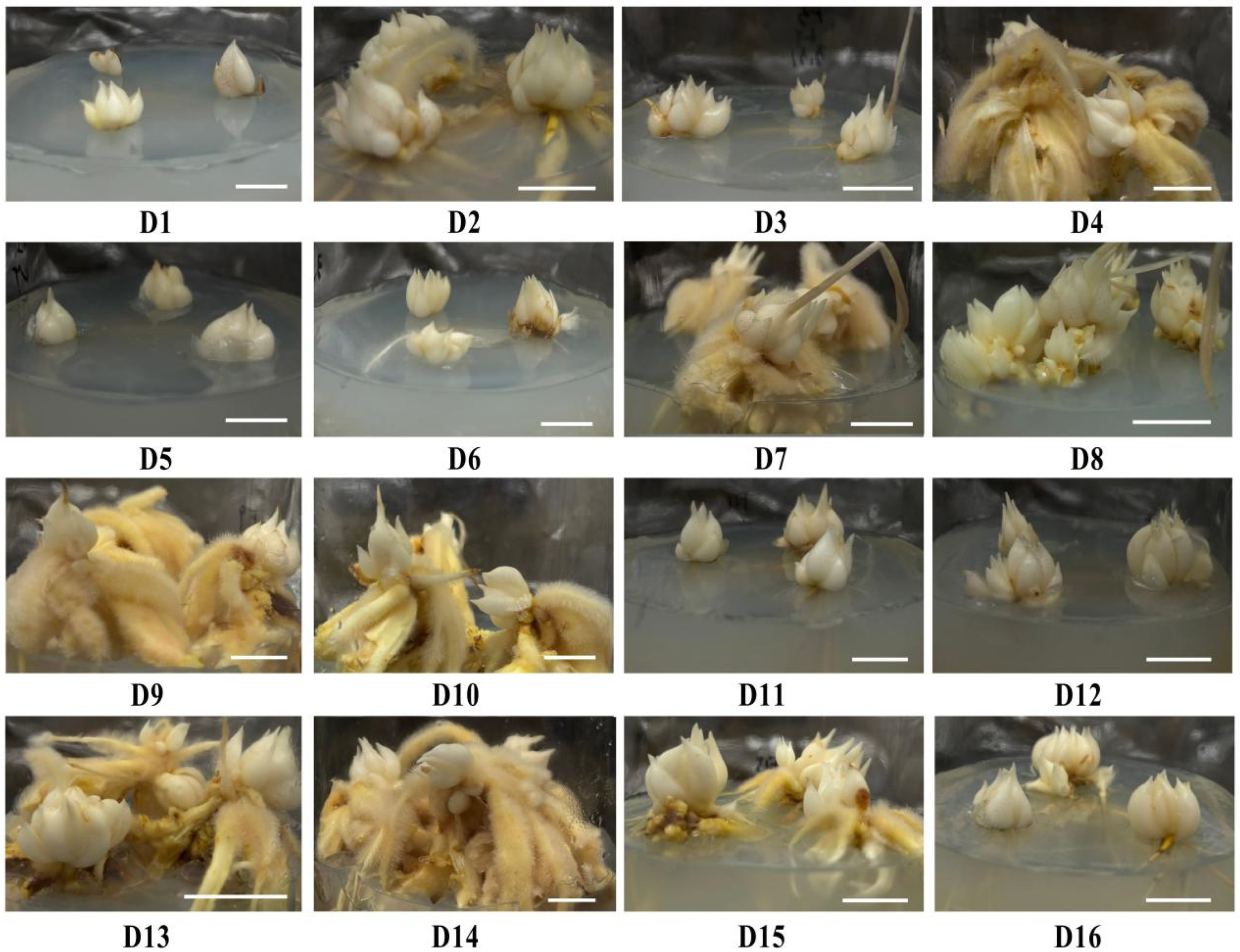 Agronomy 15 02211 g003