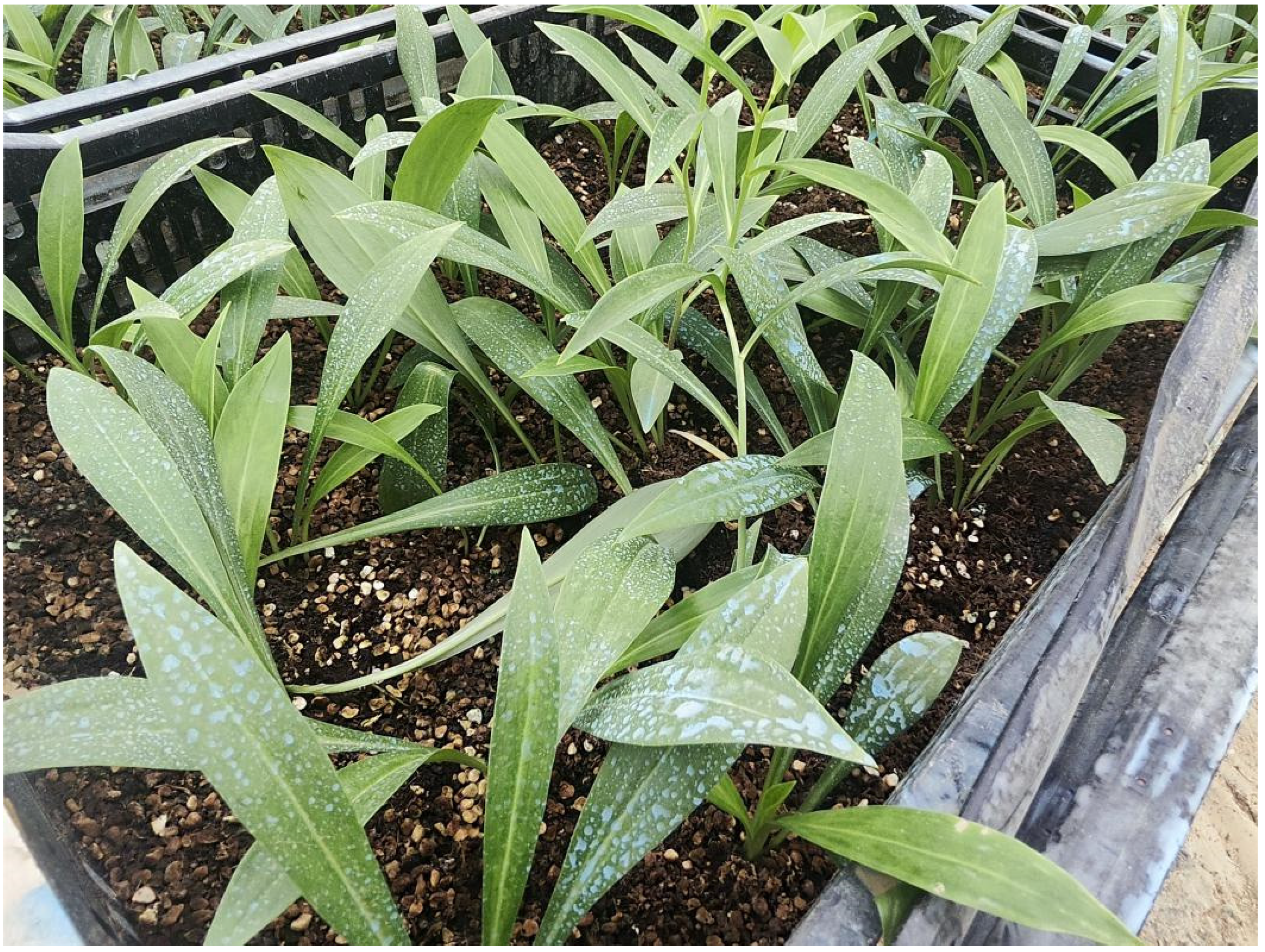 Agronomy 15 02211 g004