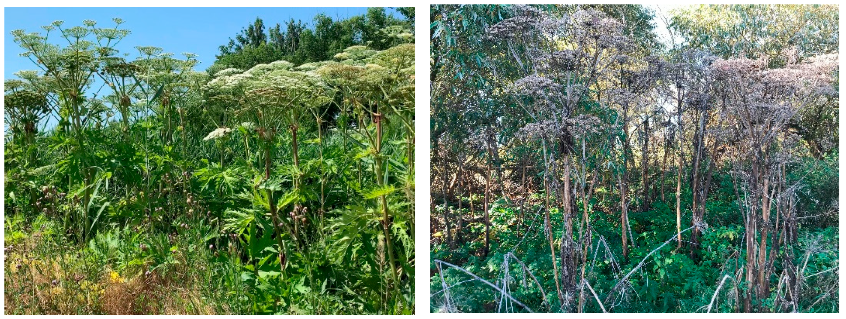 Agronomy 15 02213 g001