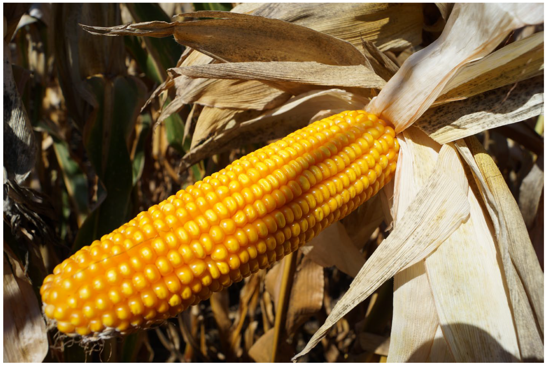 Agronomy 15 02215 g006 Agronomy 15 02215 g006