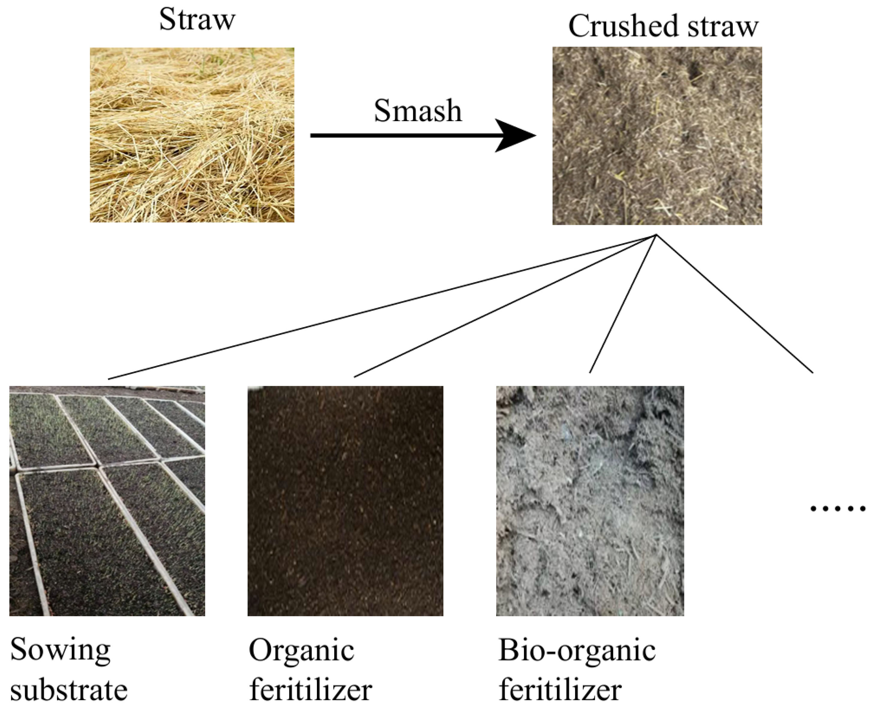 Agronomy 15 02219 g001