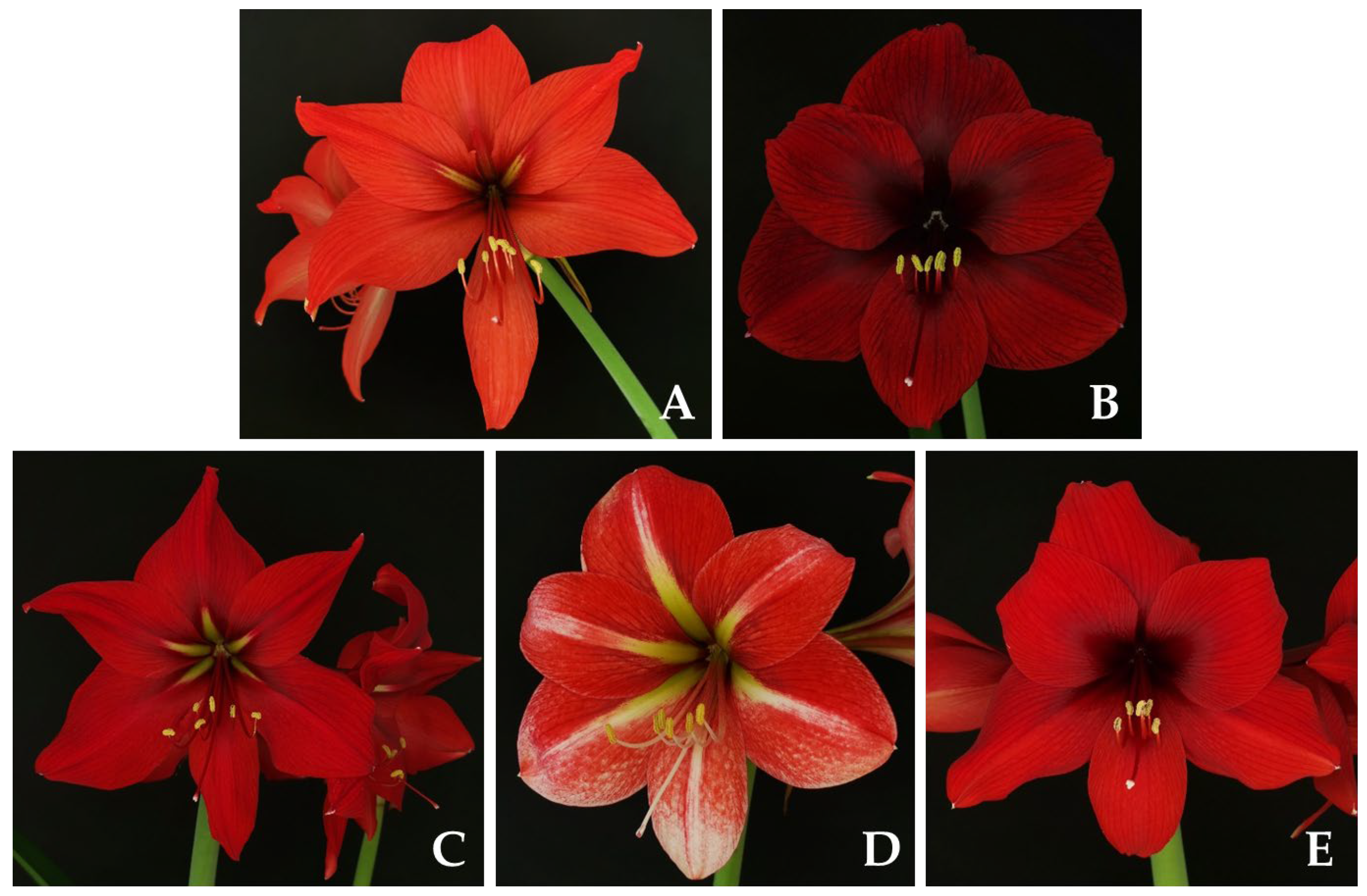 Agronomy 15 02223 g001