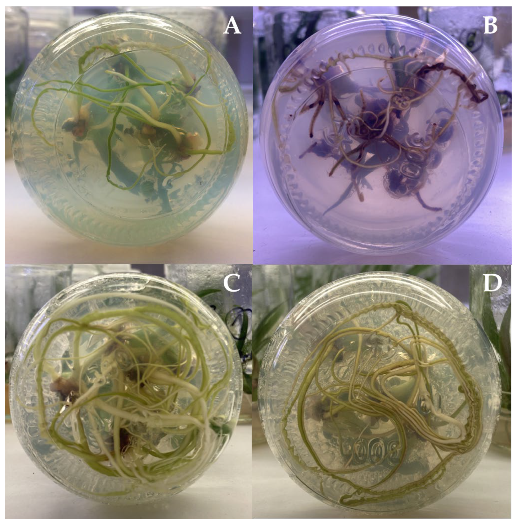 Agronomy 15 02223 g002