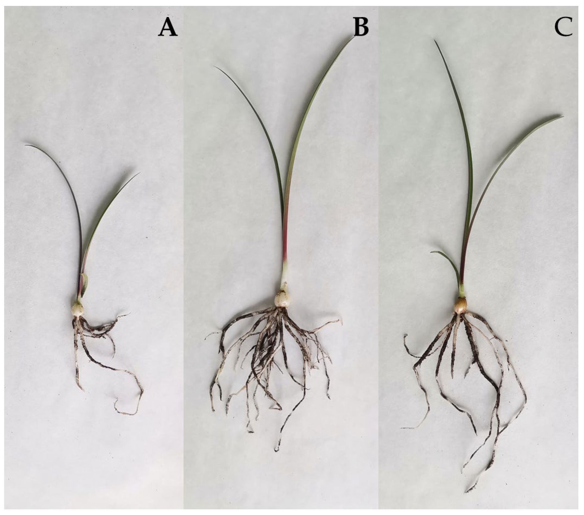 Agronomy 15 02223 g003