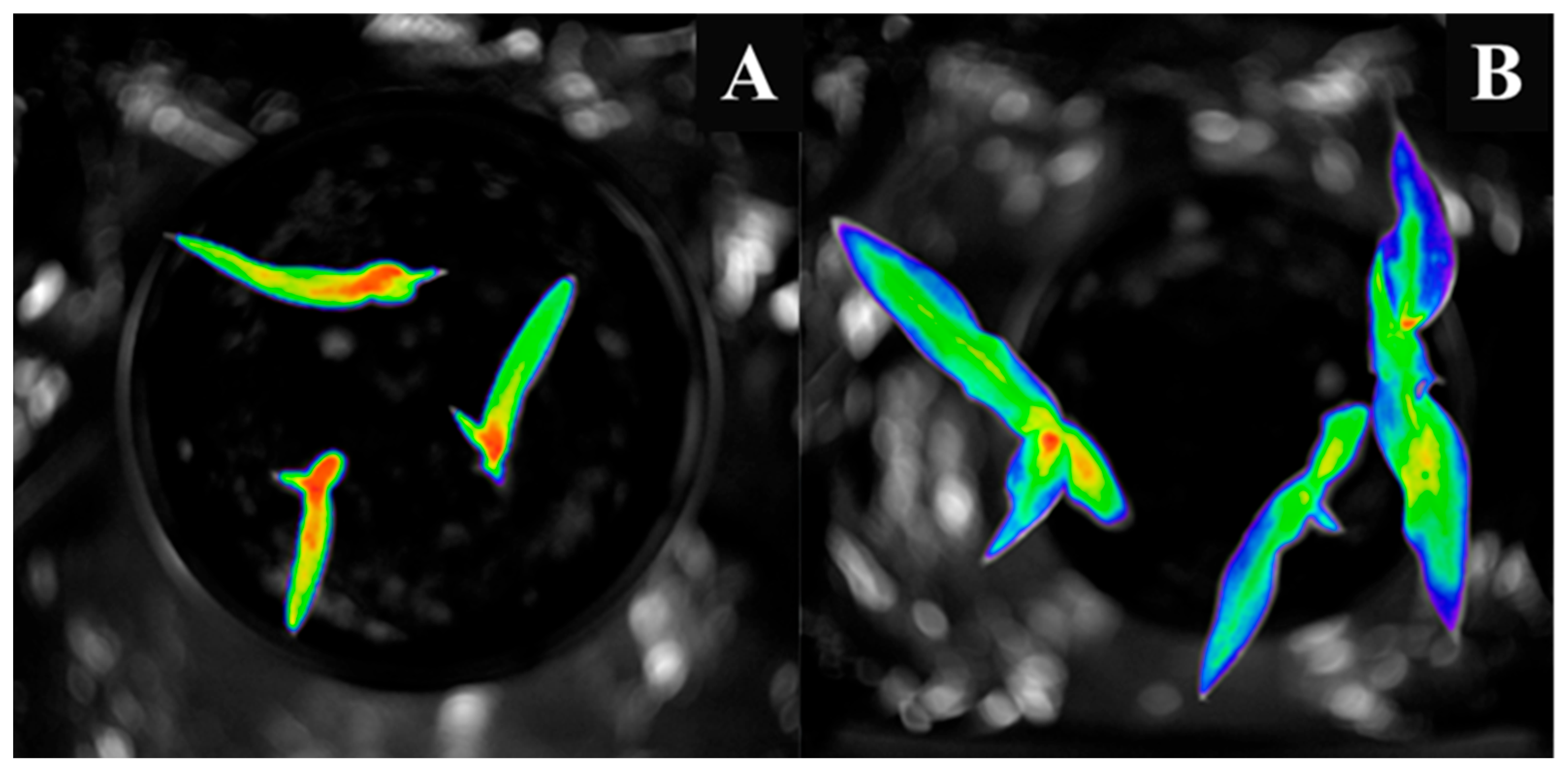 Agronomy 15 02224 g002