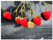 Agronomy 15 02226 i004