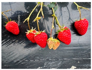 Agronomy 15 02226 i022