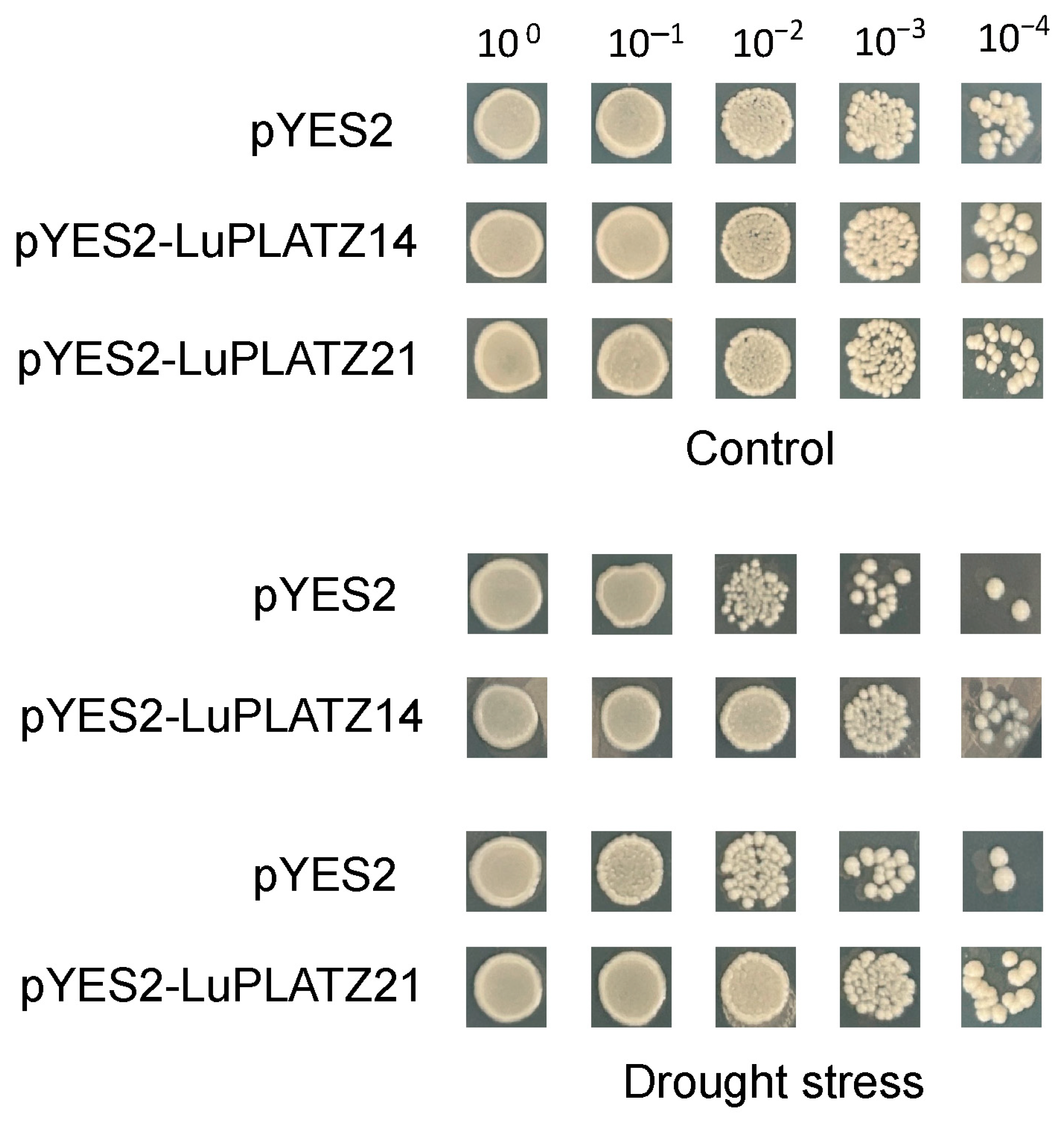 Agronomy 15 02233 g009