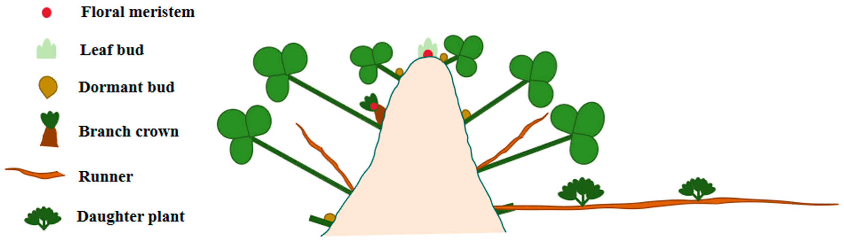 Agronomy 15 02235 g001 Agronomy 15 02235 g001