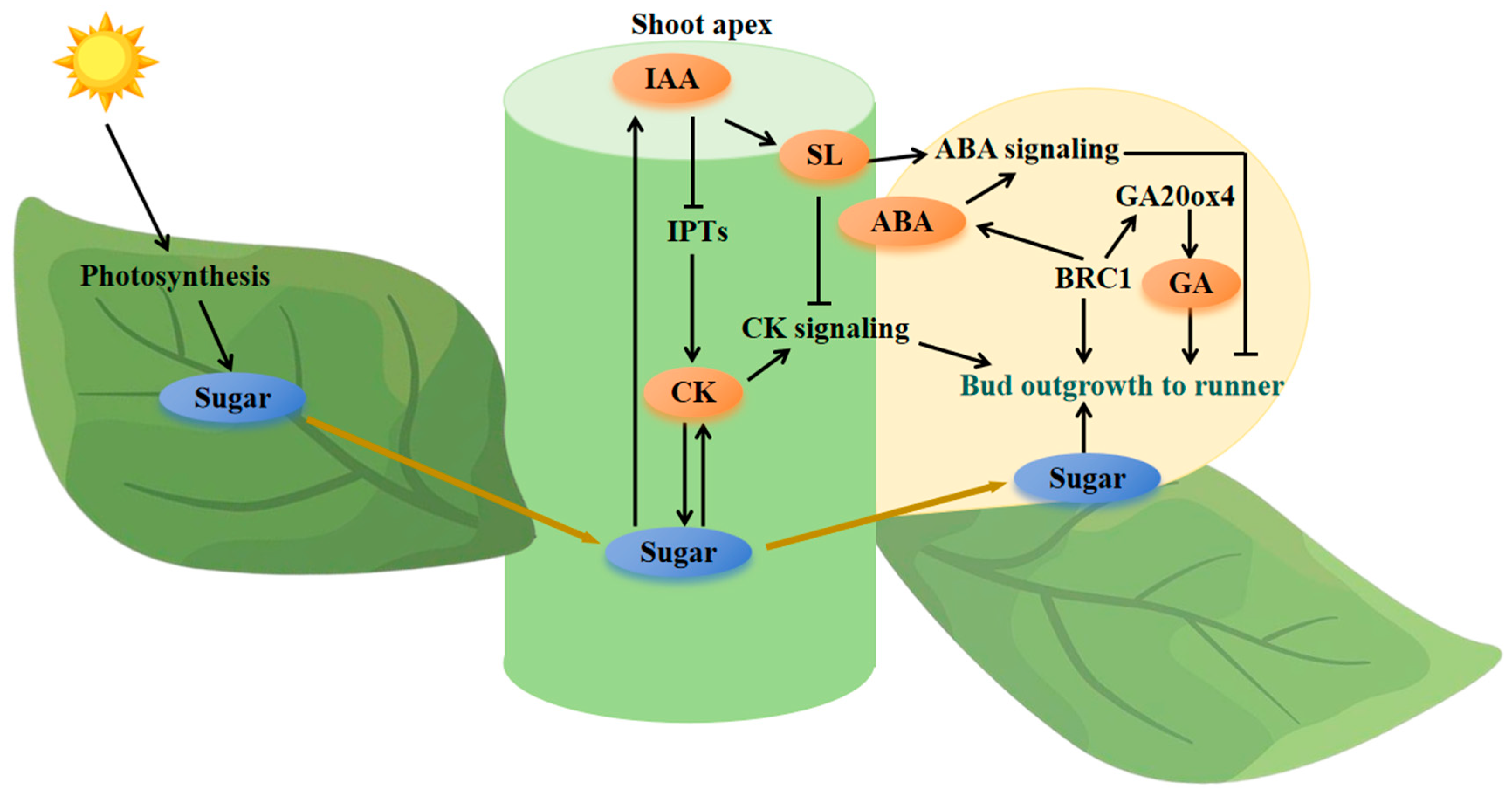 Agronomy 15 02235 g003 Agronomy 15 02235 g003