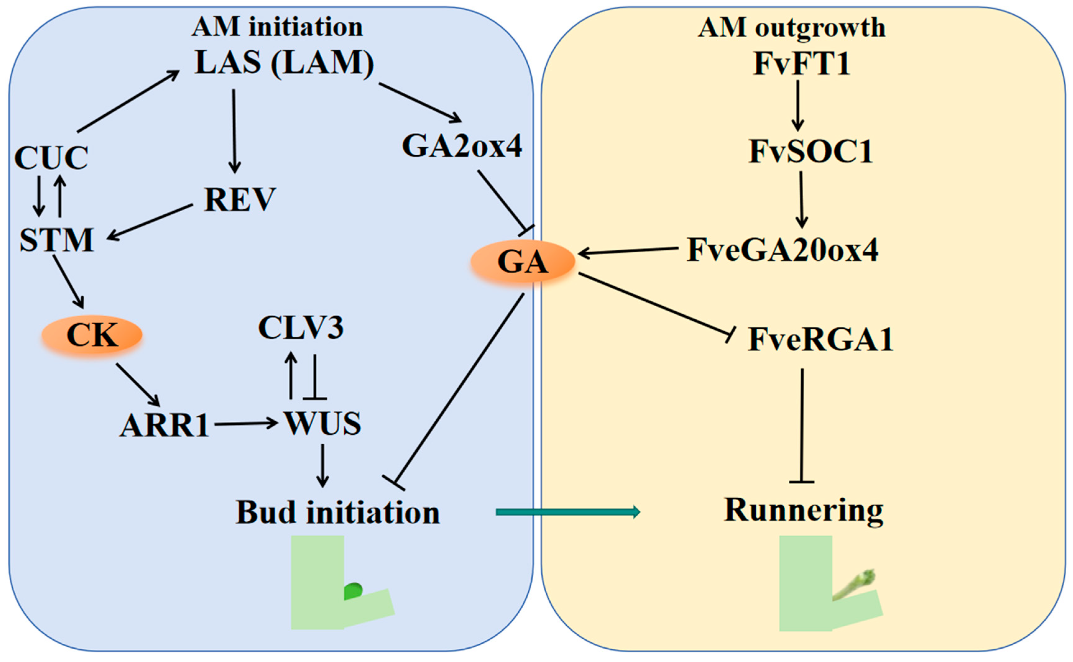 Agronomy 15 02235 g004 Agronomy 15 02235 g004