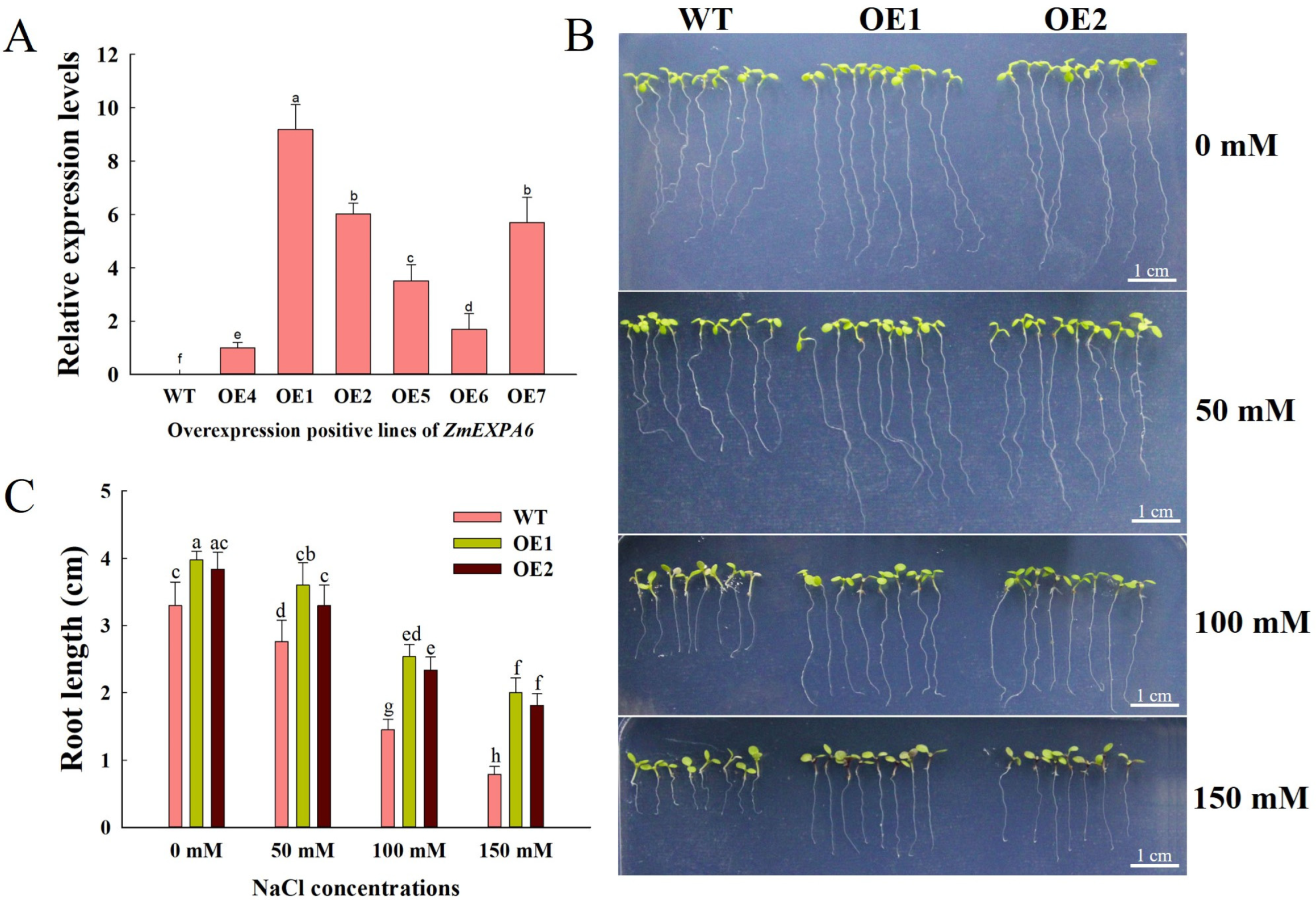 Agronomy 15 02240 g002 Agronomy 15 02240 g002