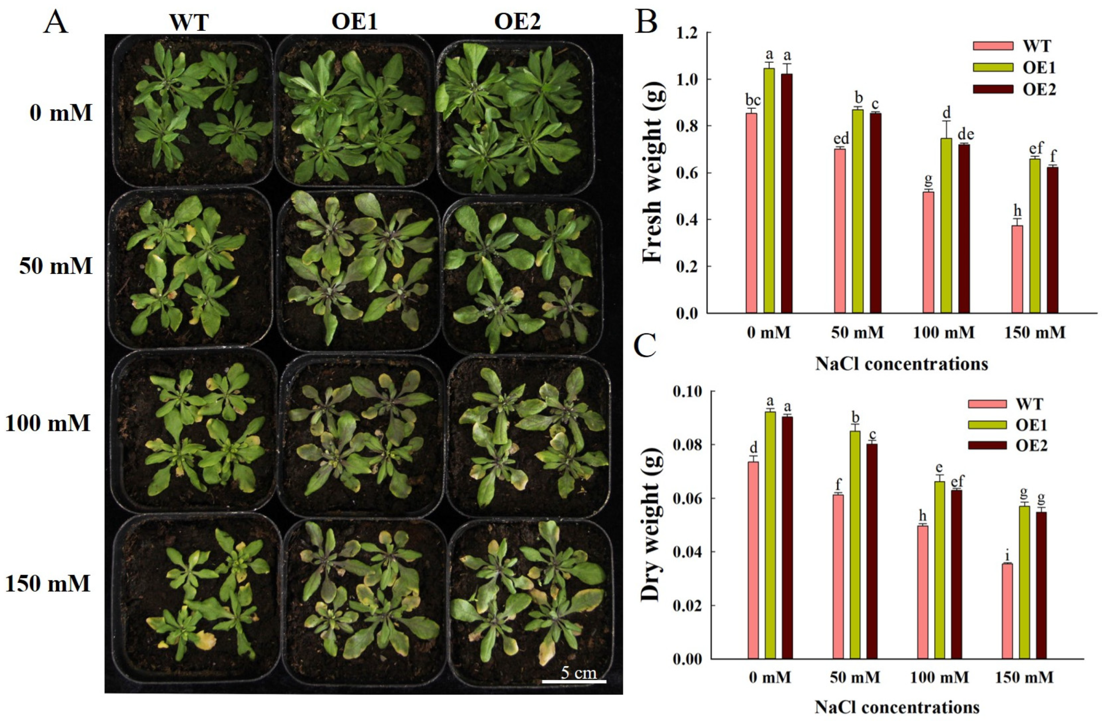 Agronomy 15 02240 g003 Agronomy 15 02240 g003