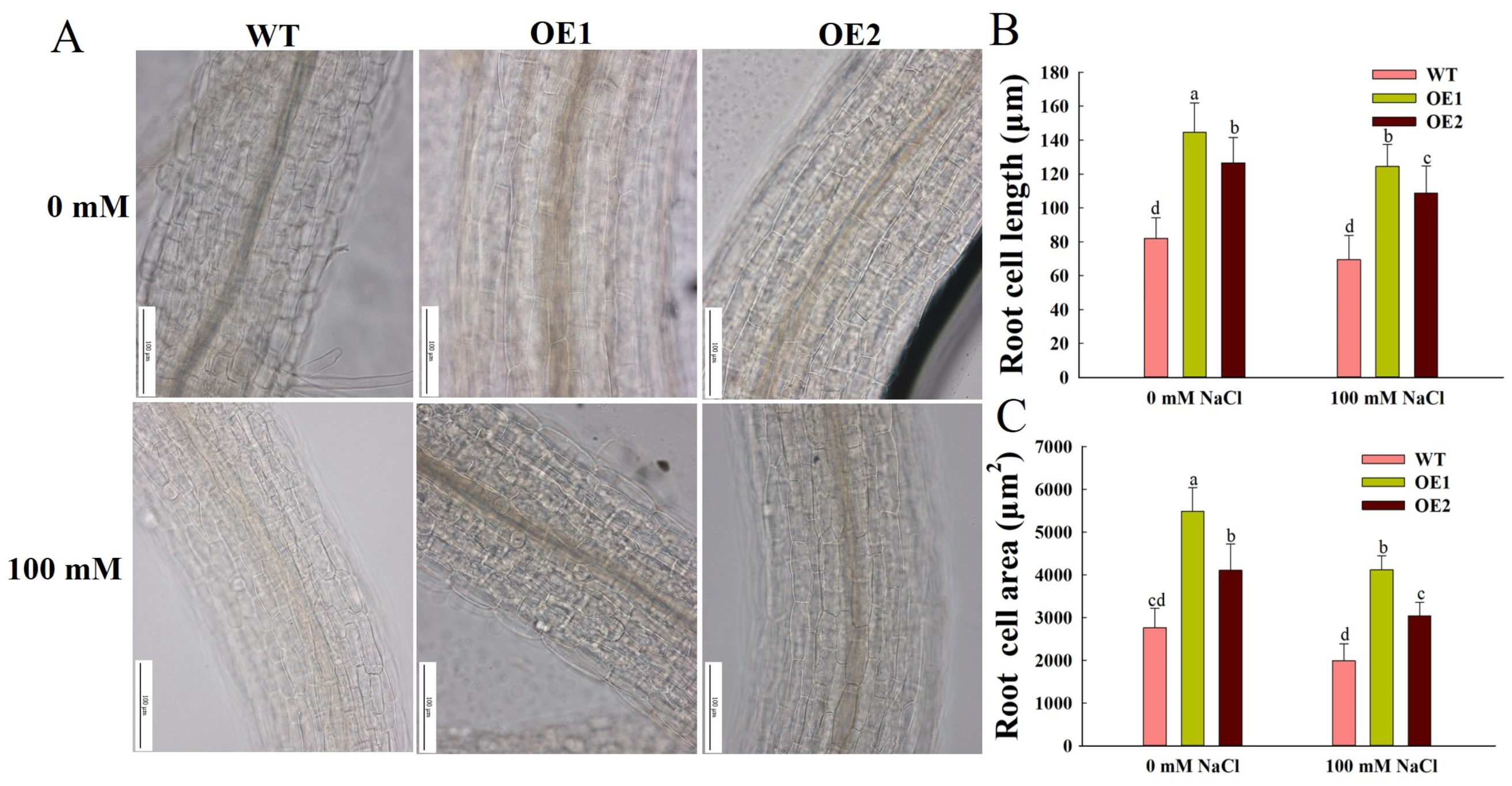 Agronomy 15 02240 g004 Agronomy 15 02240 g004