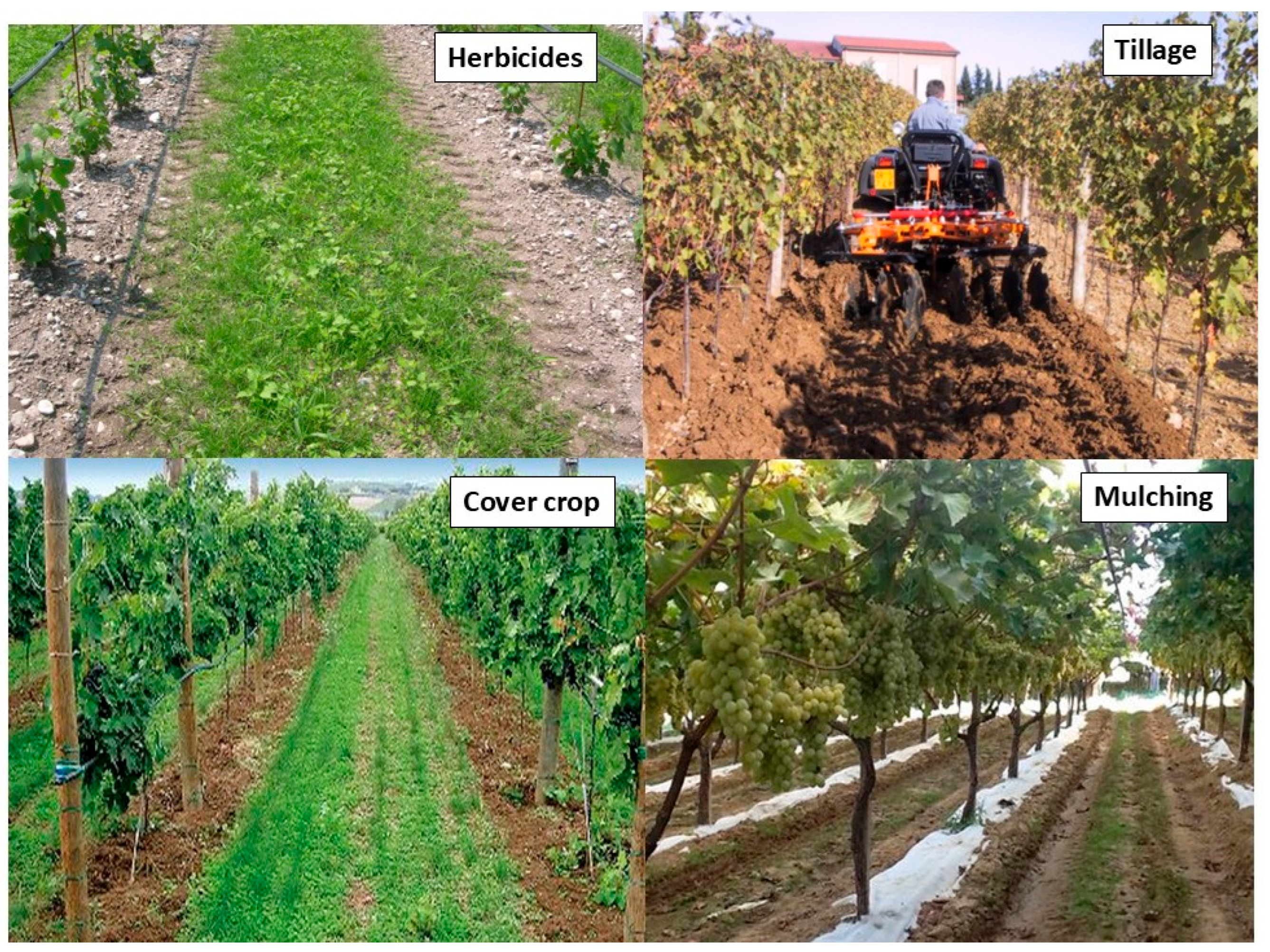 Agronomy 15 02245 g001