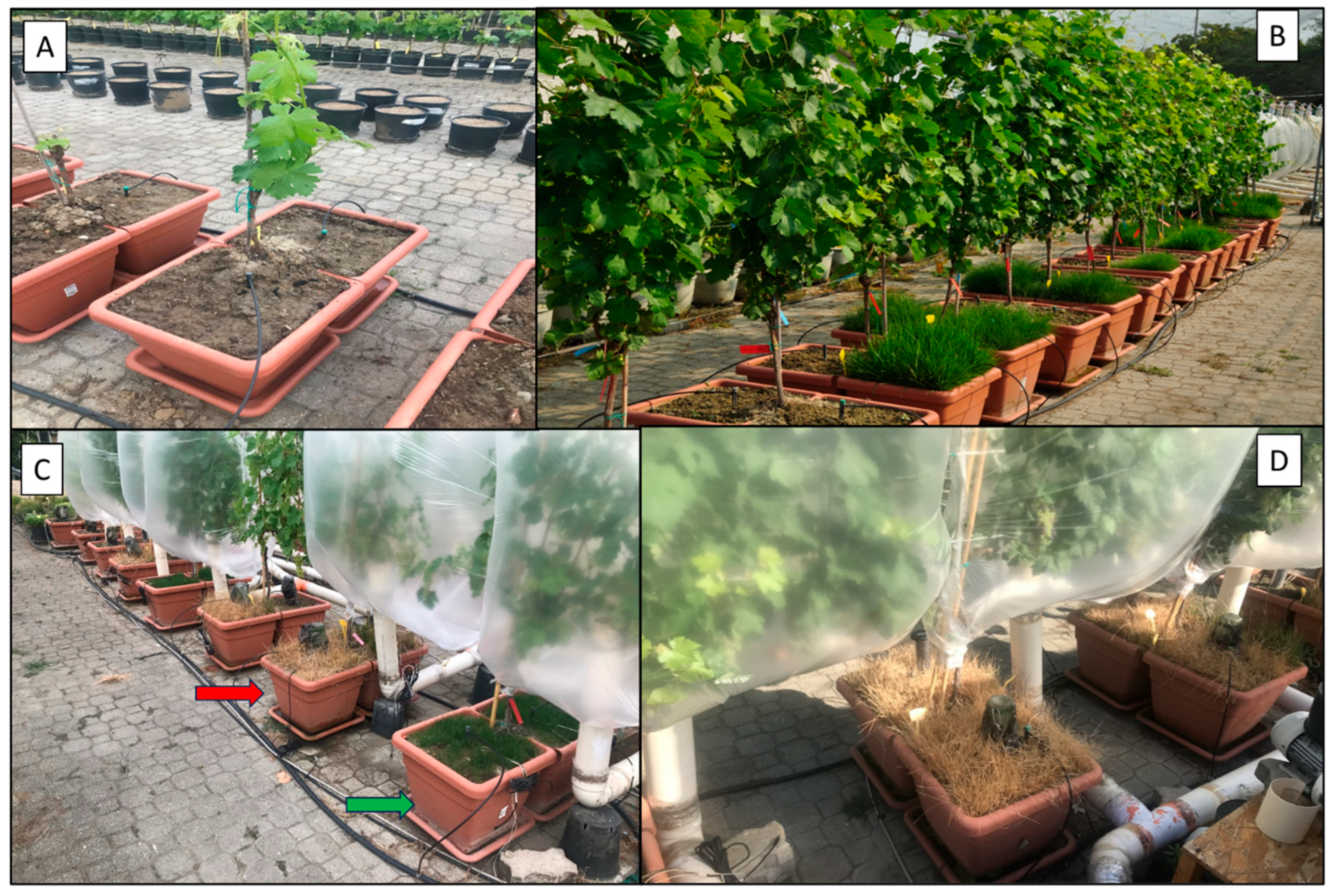 Agronomy 15 02245 g006