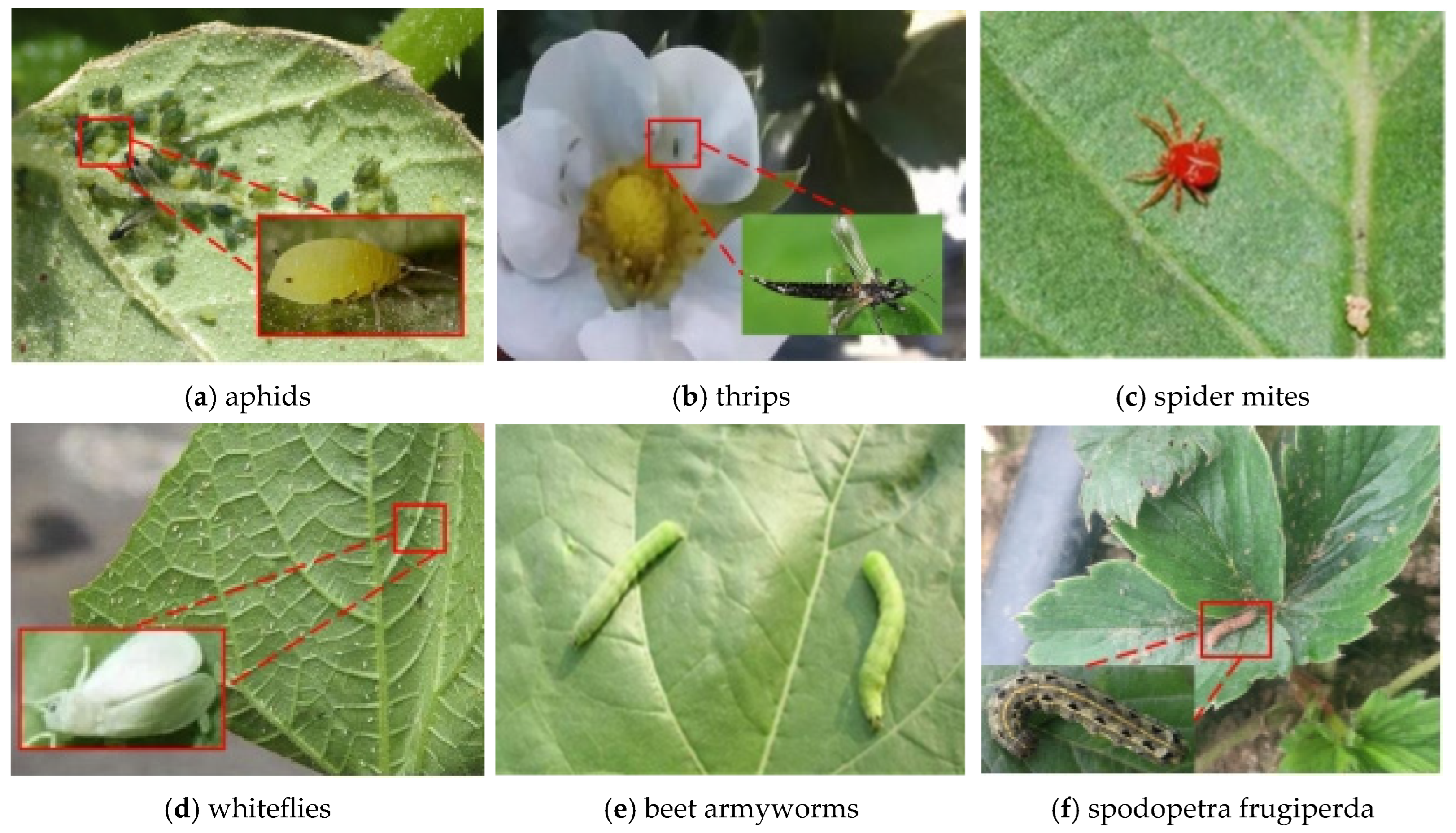 Agronomy 15 02252 g002