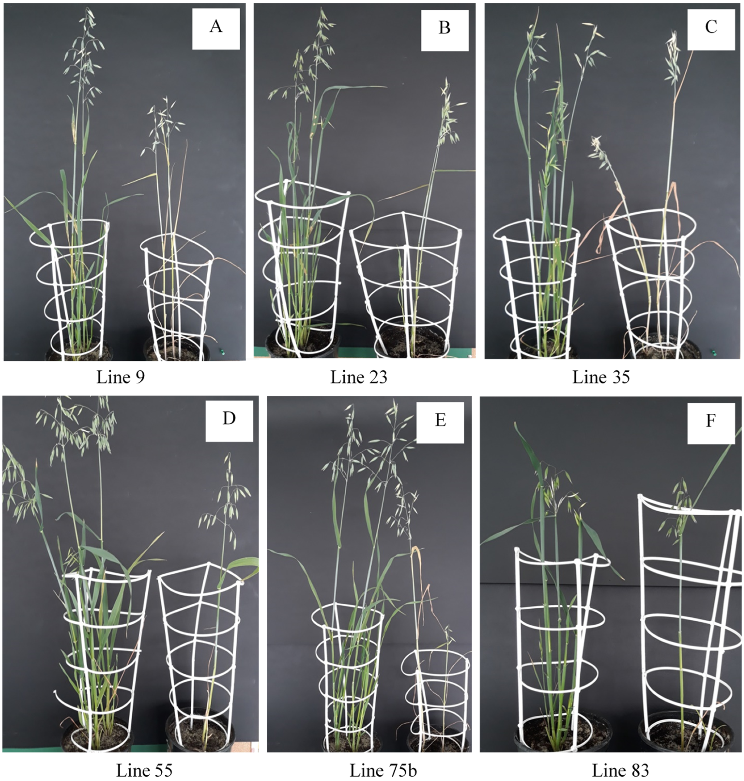 Agronomy 15 02259 g003