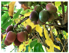 Agronomy 15 02283 i003 Agronomy 15 02283 i003