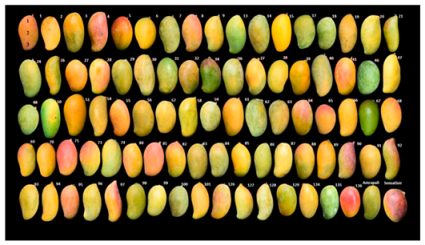 Agronomy 15 02283 i005 Agronomy 15 02283 i005