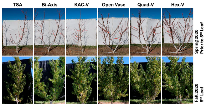 Agronomy 15 02283 i011 Agronomy 15 02283 i011