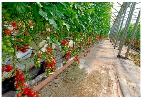 Agronomy 15 02283 i012 Agronomy 15 02283 i012