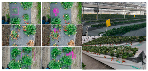 Agronomy 15 02283 i013 Agronomy 15 02283 i013