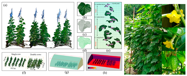 Agronomy 15 02283 i016 Agronomy 15 02283 i016