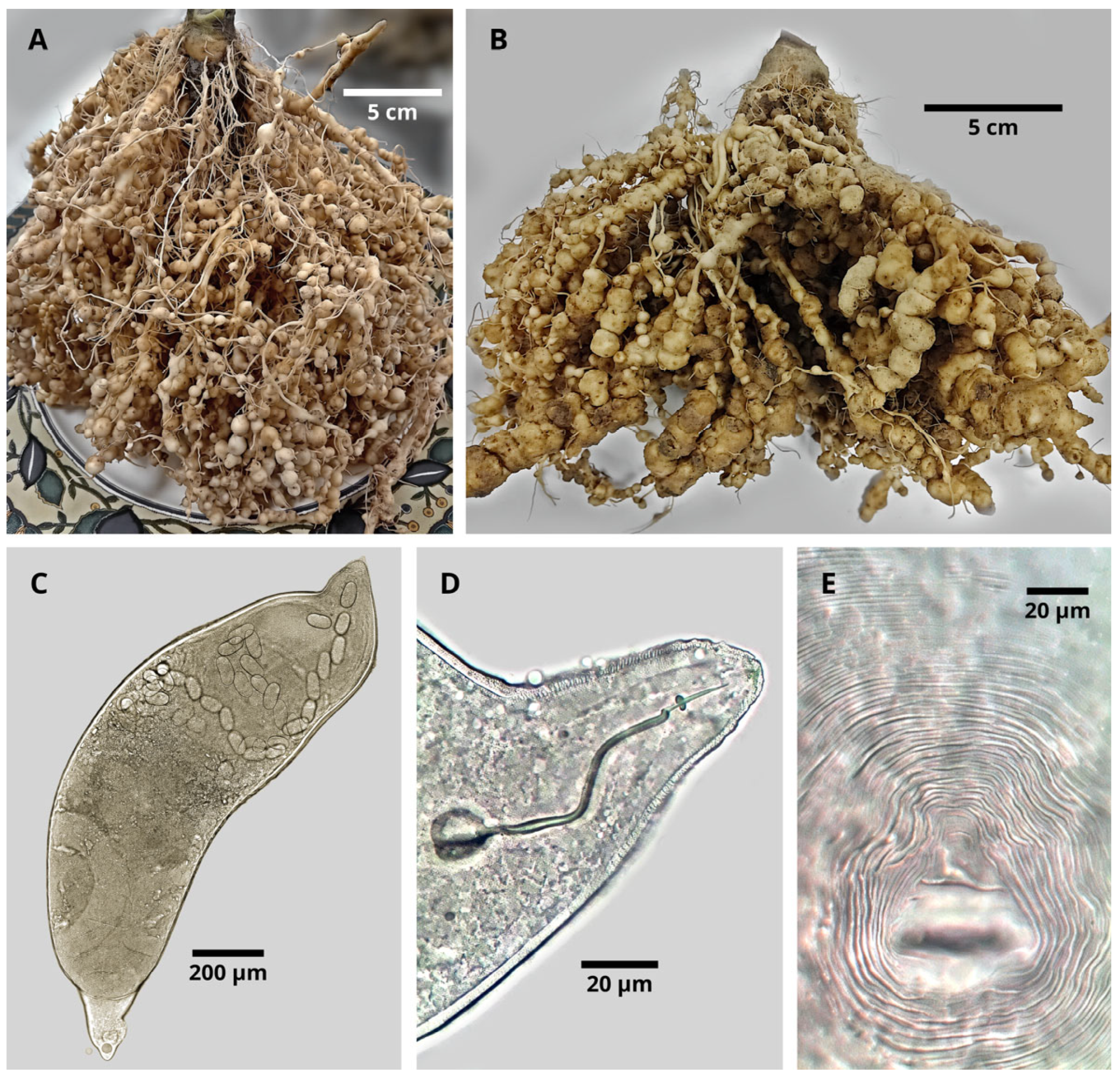 Agronomy 15 02284 g001