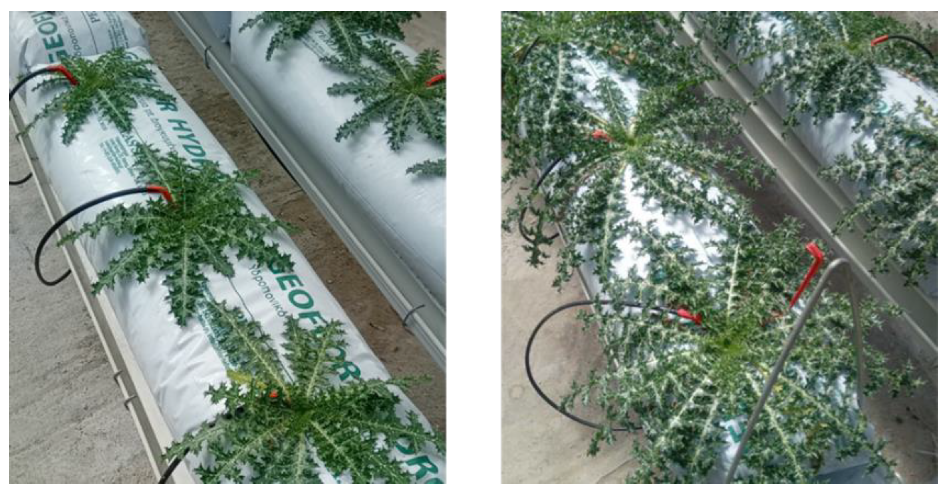 Agronomy 15 02287 g001 Agronomy 15 02287 g001