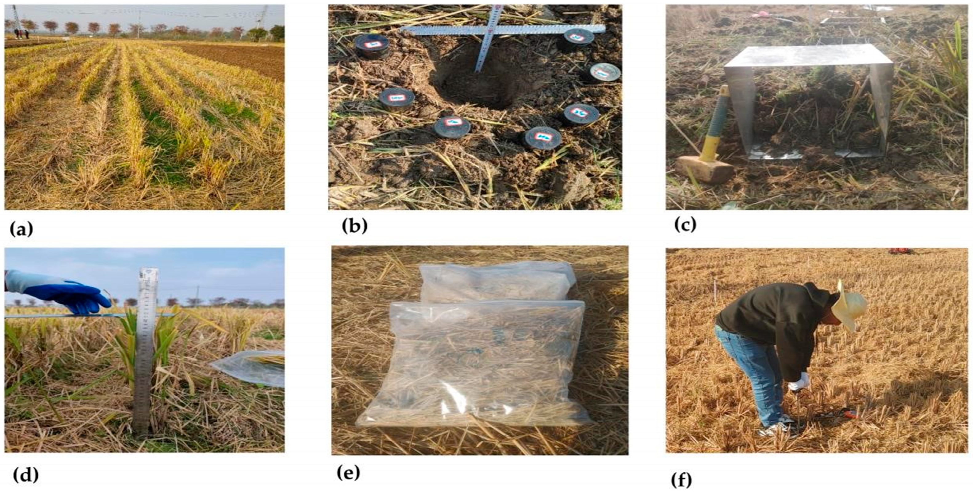 Agronomy 15 02288 g001