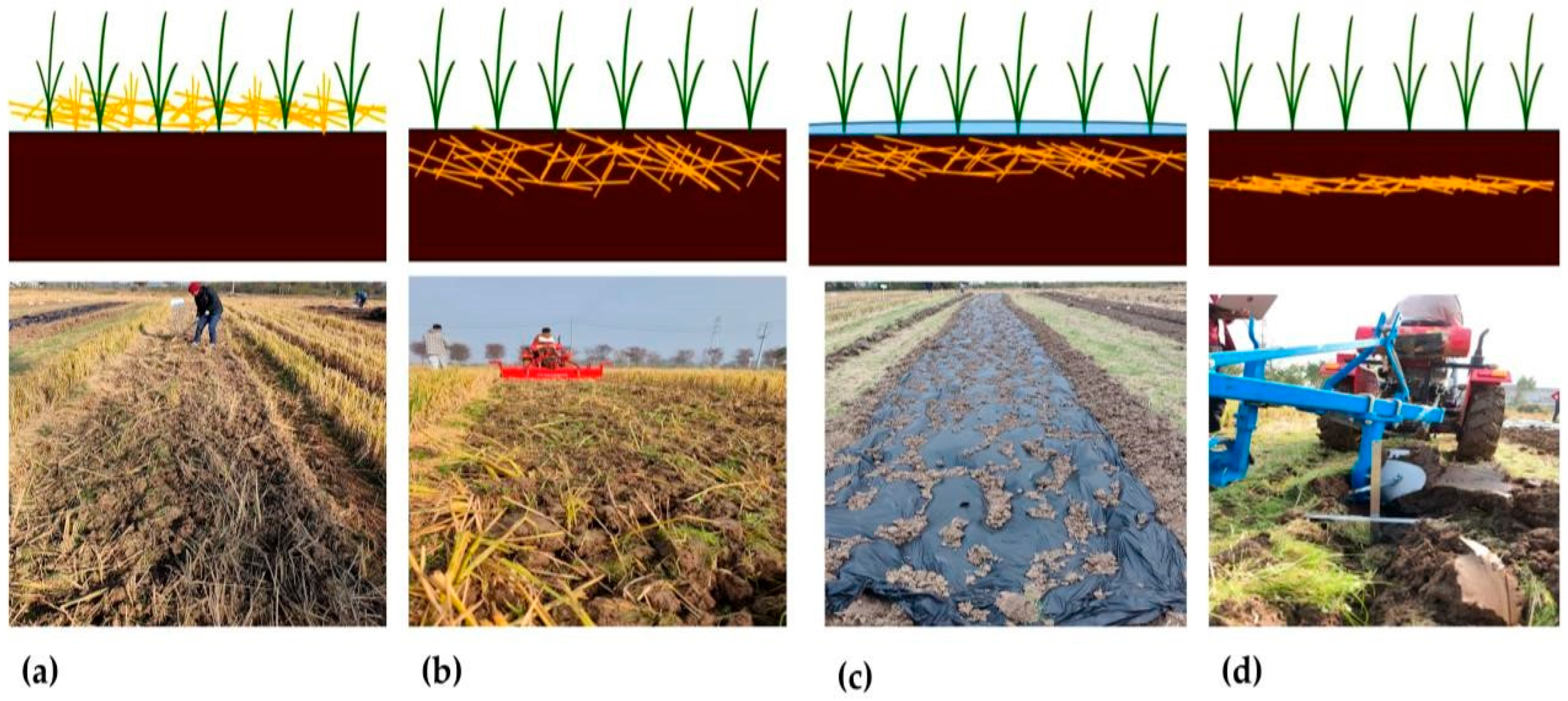 Agronomy 15 02288 g017