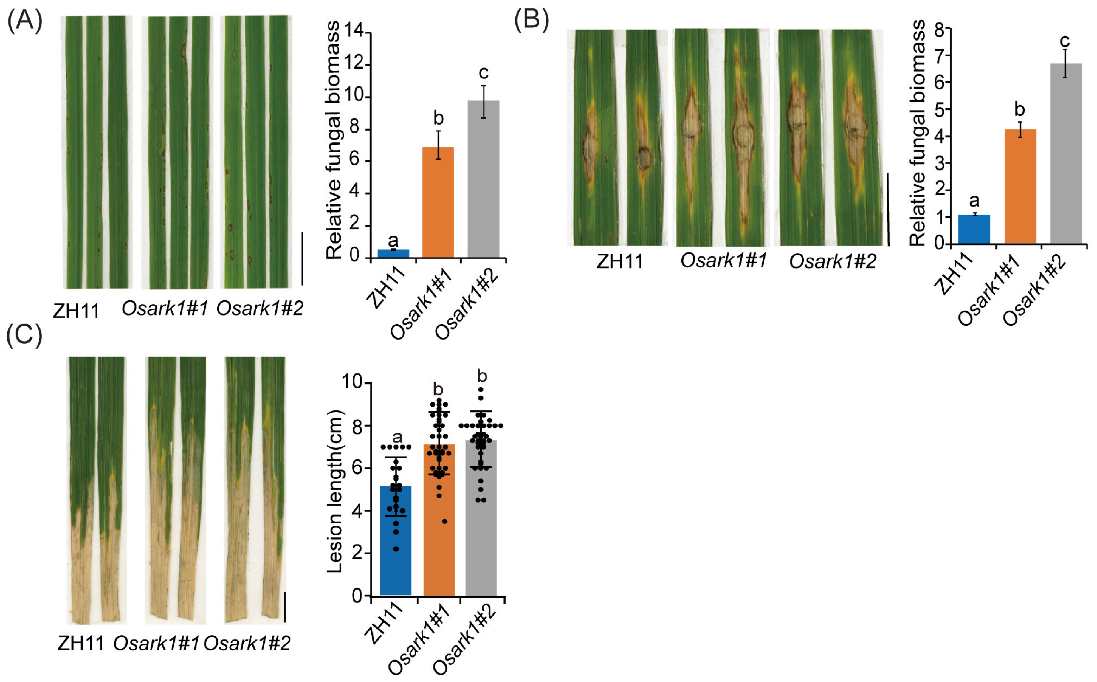 Agronomy 15 02298 g002 Agronomy 15 02298 g002