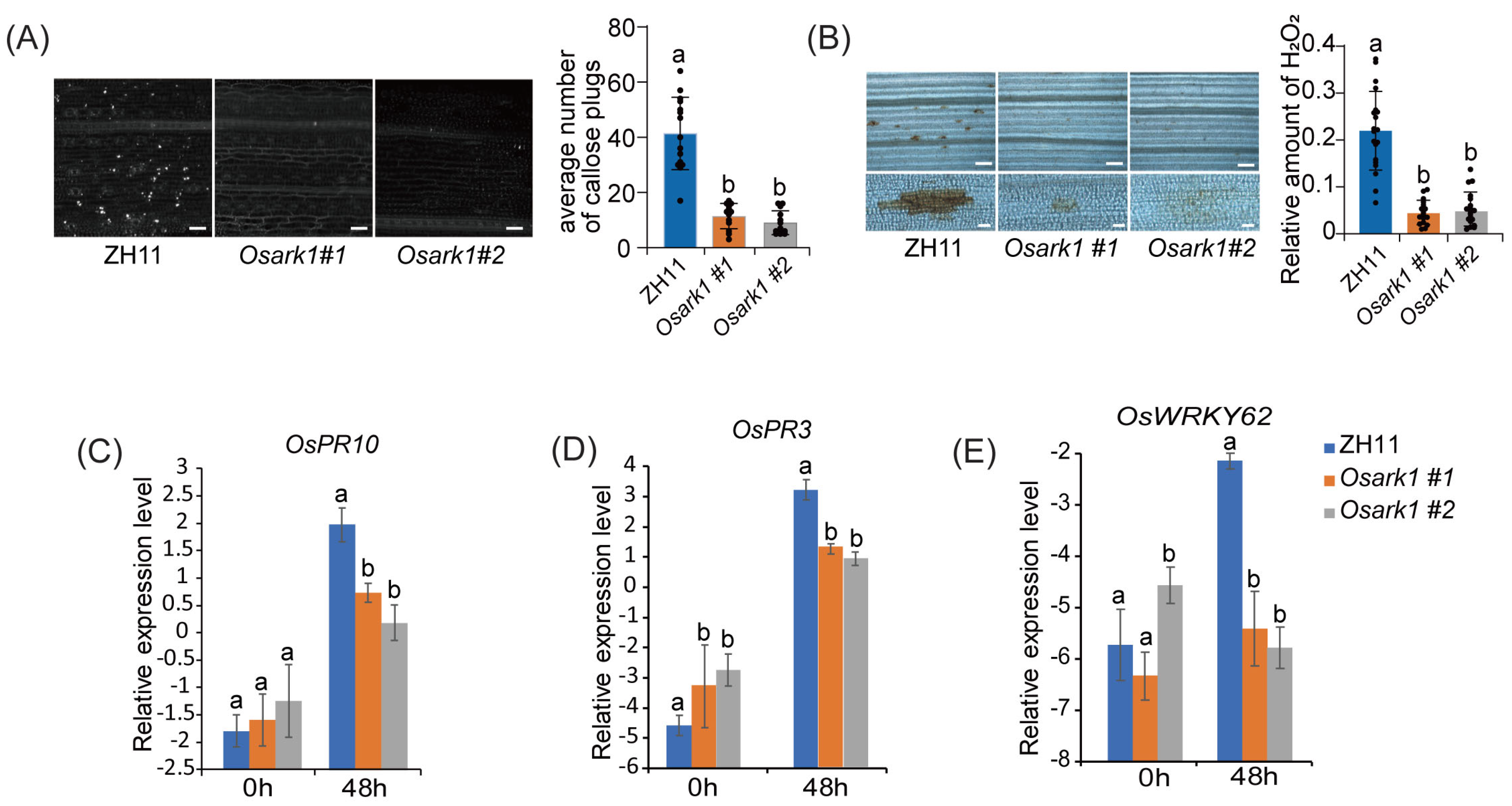 Agronomy 15 02298 g003 Agronomy 15 02298 g003