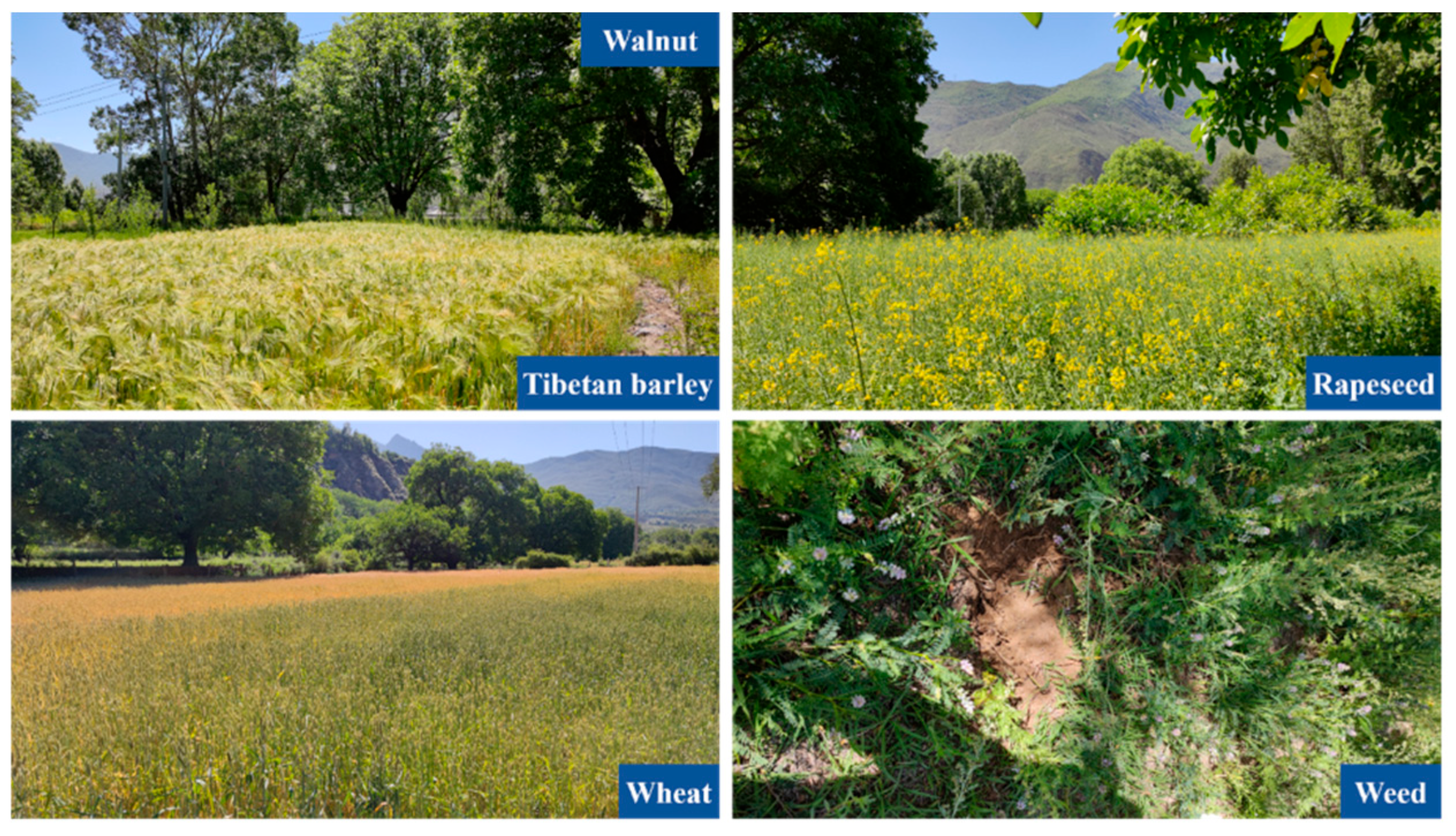 Agronomy 15 02317 g002 Agronomy 15 02317 g002