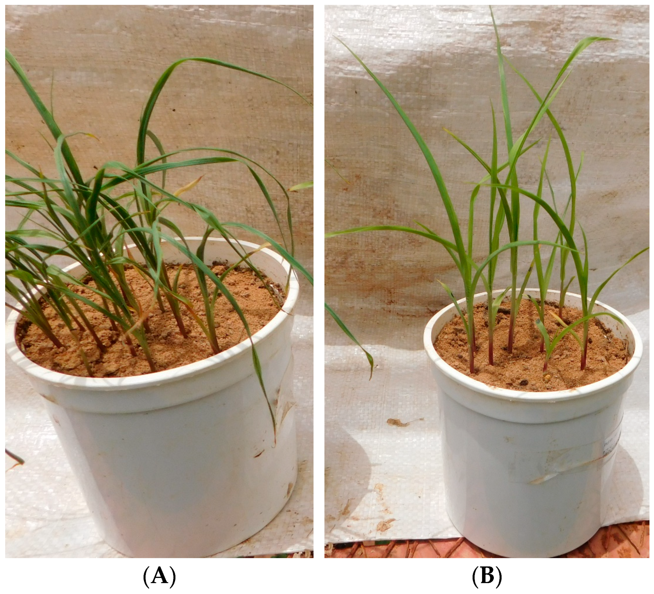 Agronomy 15 02321 g004