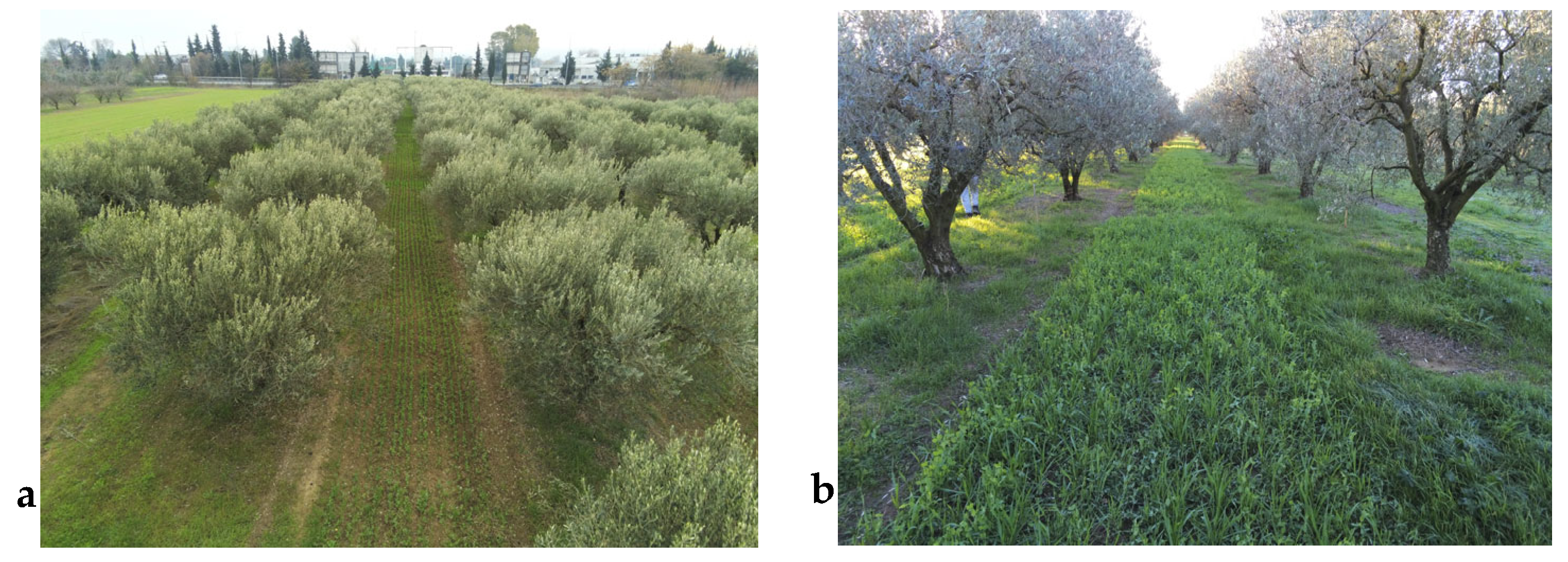 Agronomy 15 02333 g001