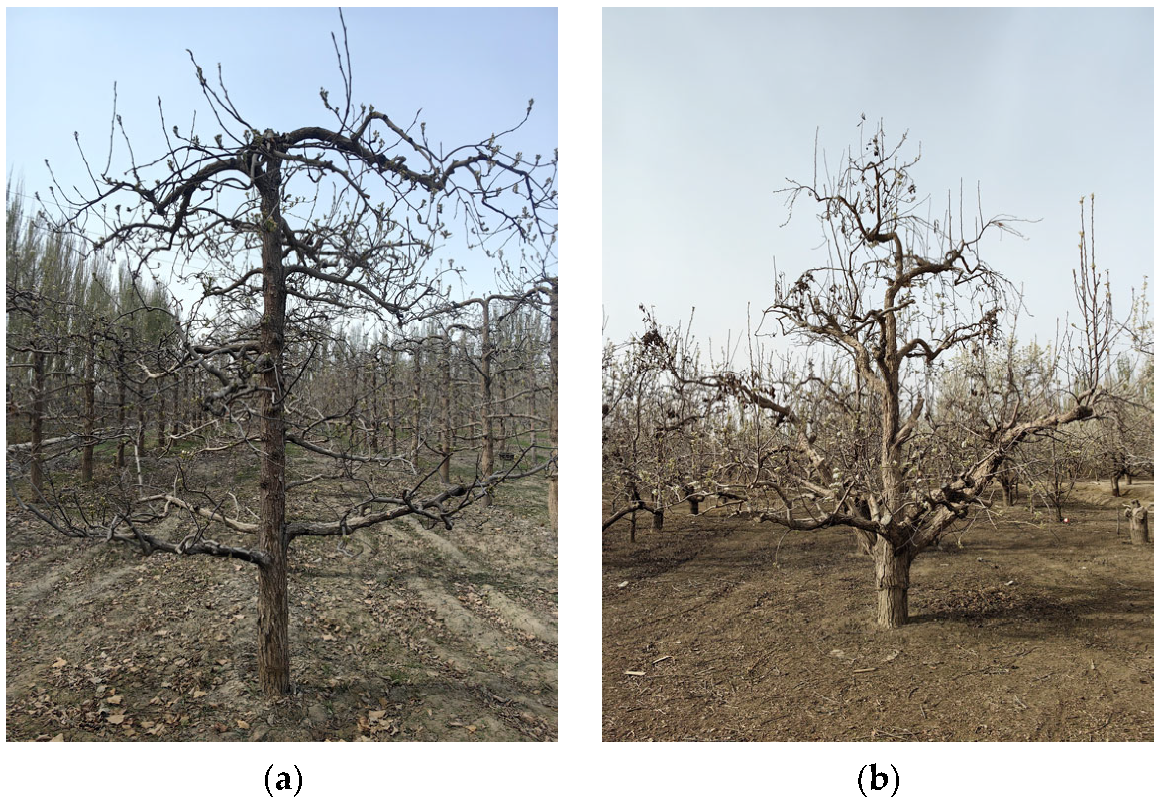 Agronomy 15 02348 g001 Agronomy 15 02348 g001