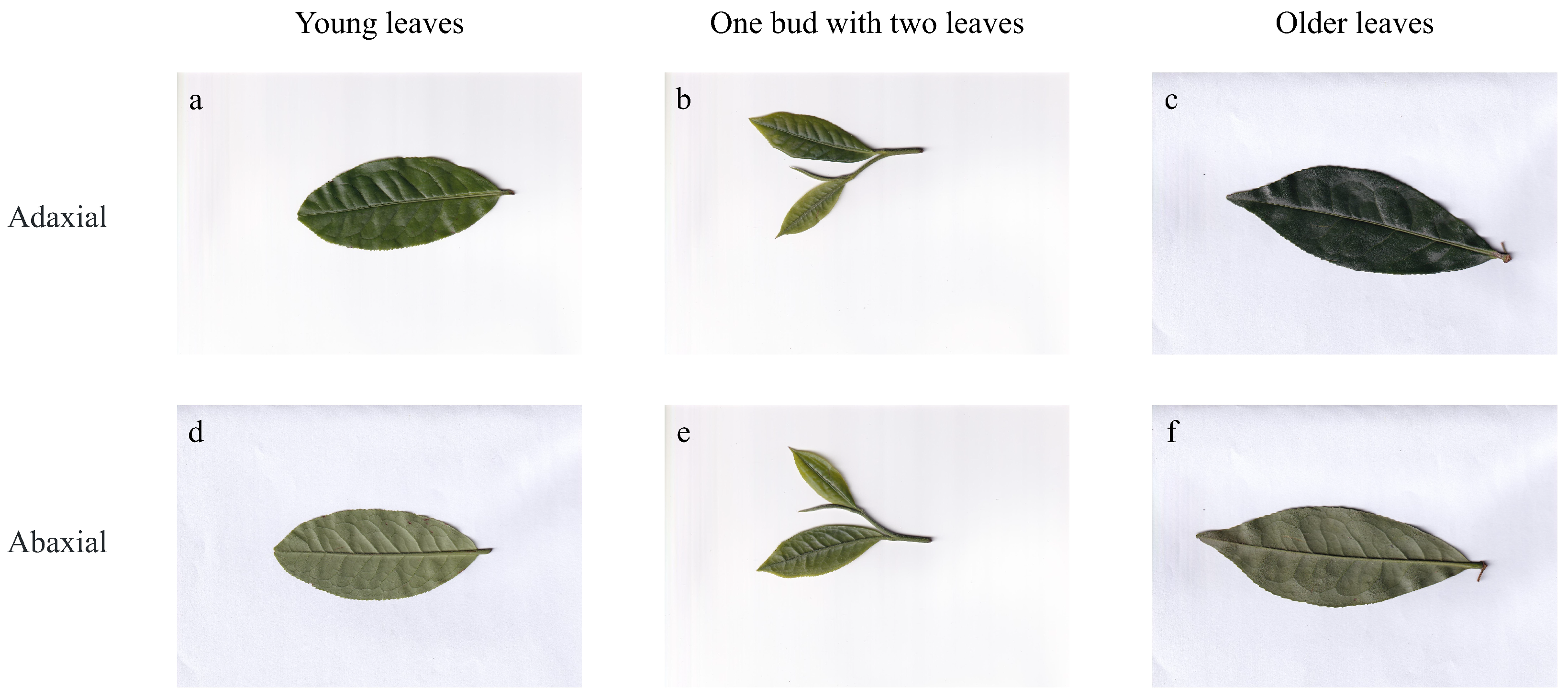 Agronomy 15 02355 g001