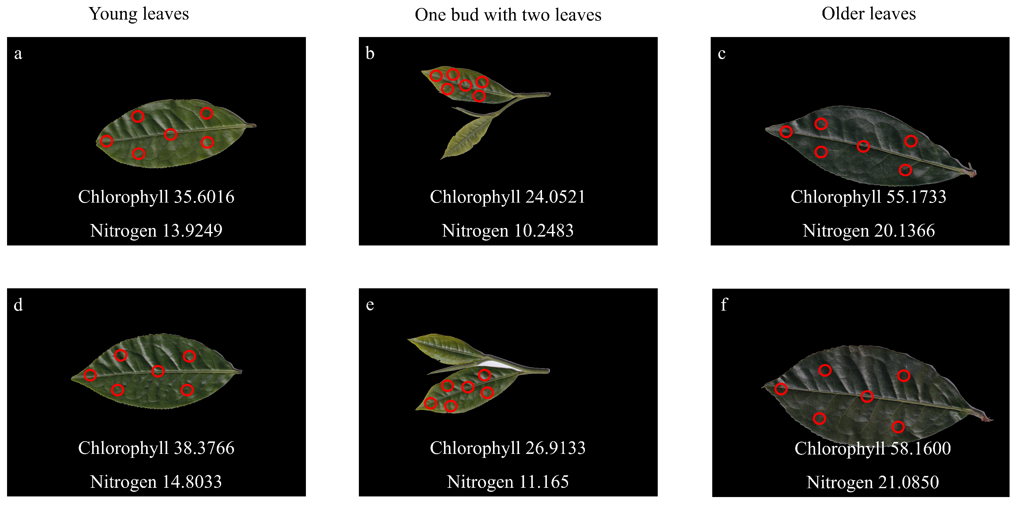 Agronomy 15 02355 g004