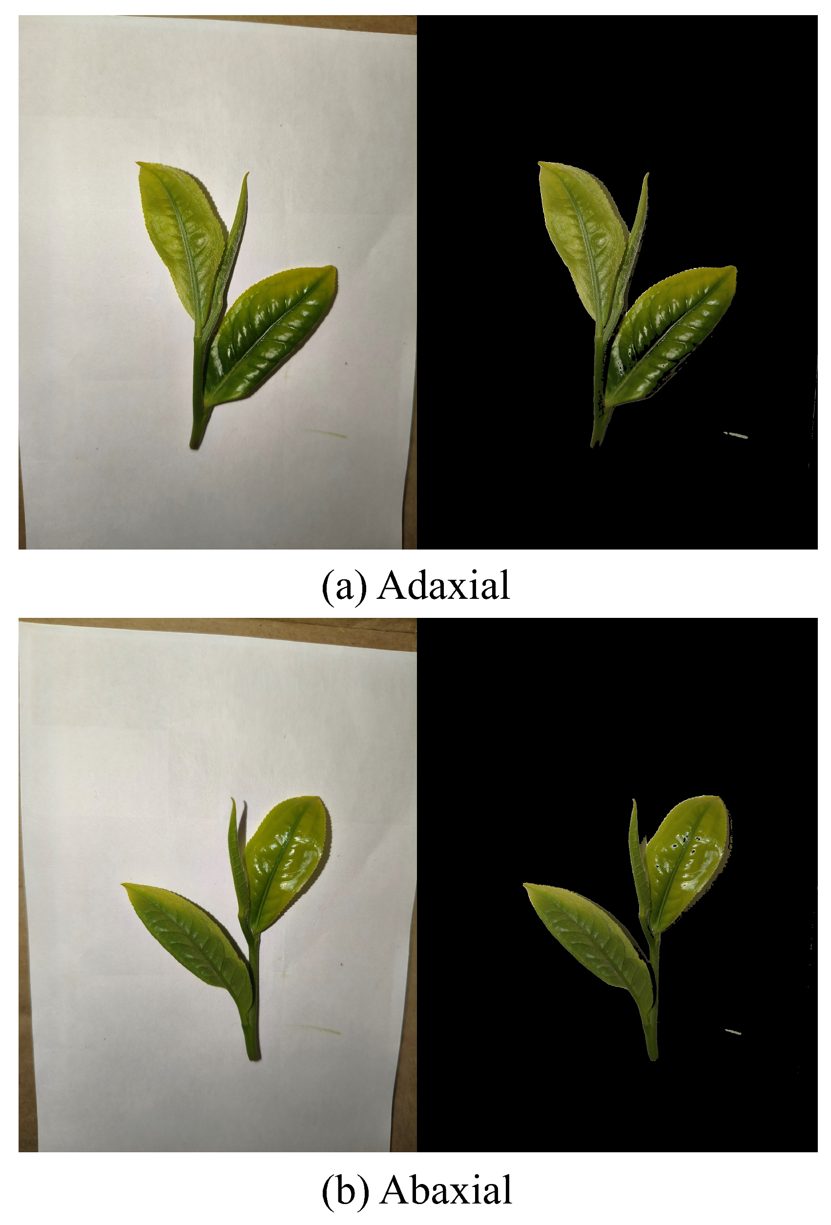 Agronomy 15 02355 g012