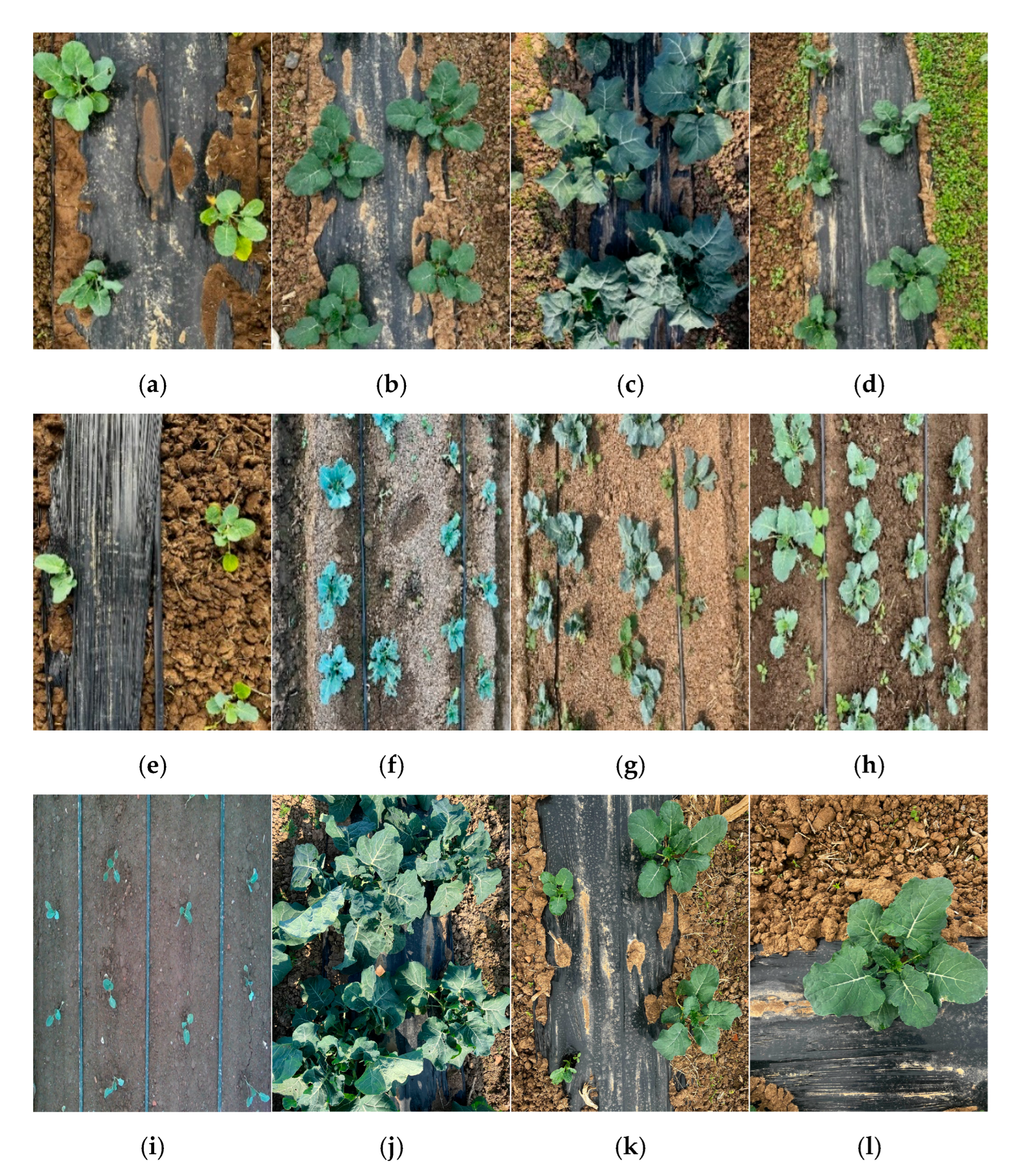 Agronomy 15 02361 g001