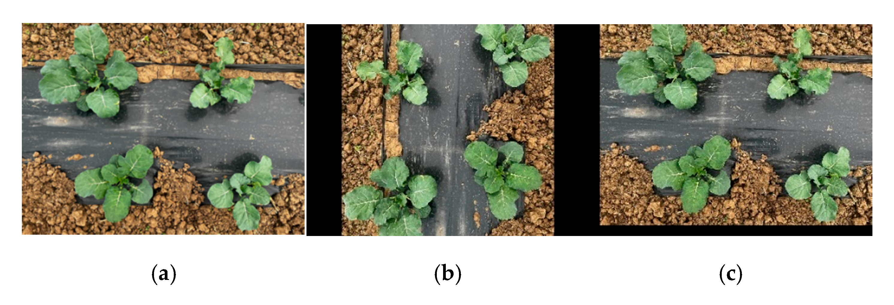 Agronomy 15 02361 g002a