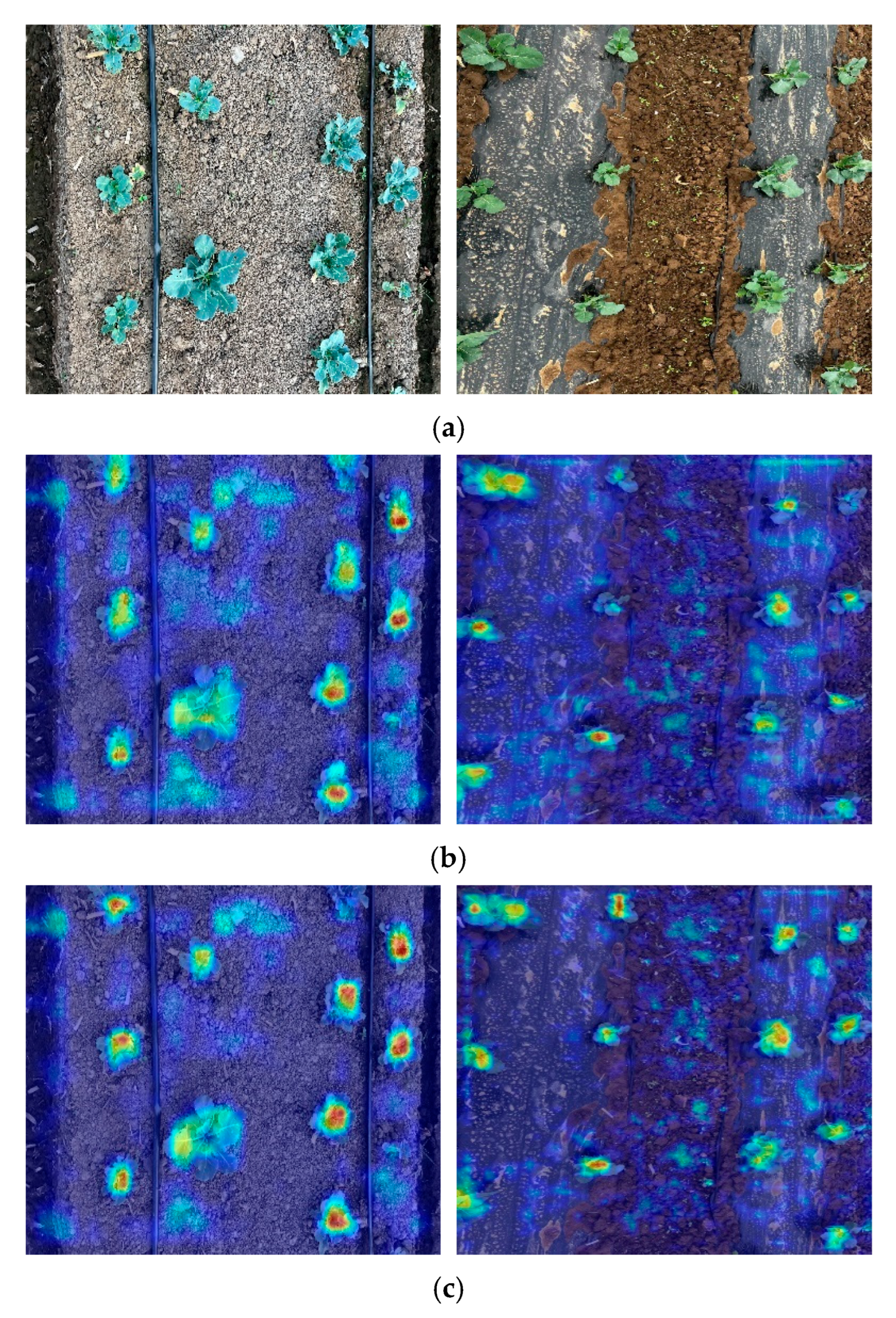 Agronomy 15 02361 g011