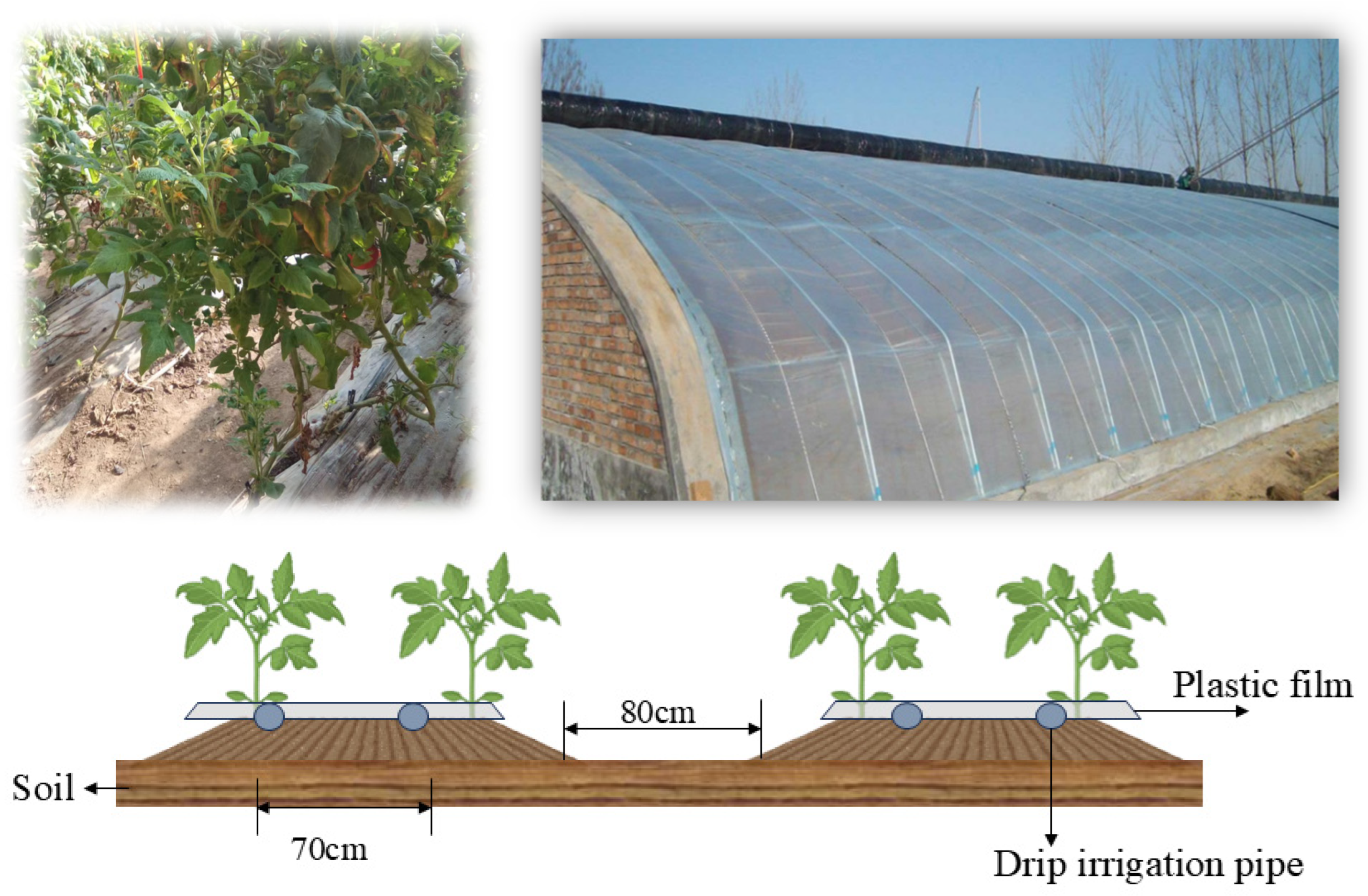 Agronomy 15 02363 g002