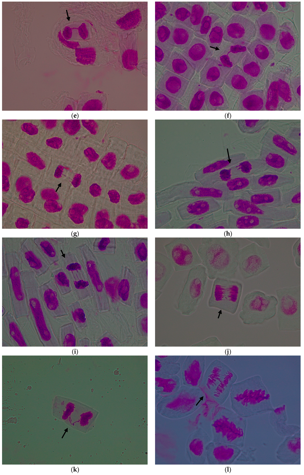 Agronomy 15 02364 g005b