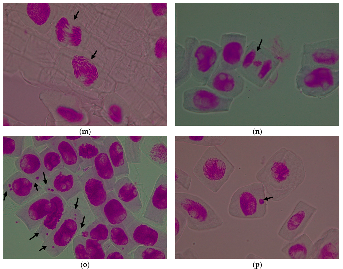 Agronomy 15 02364 g005c