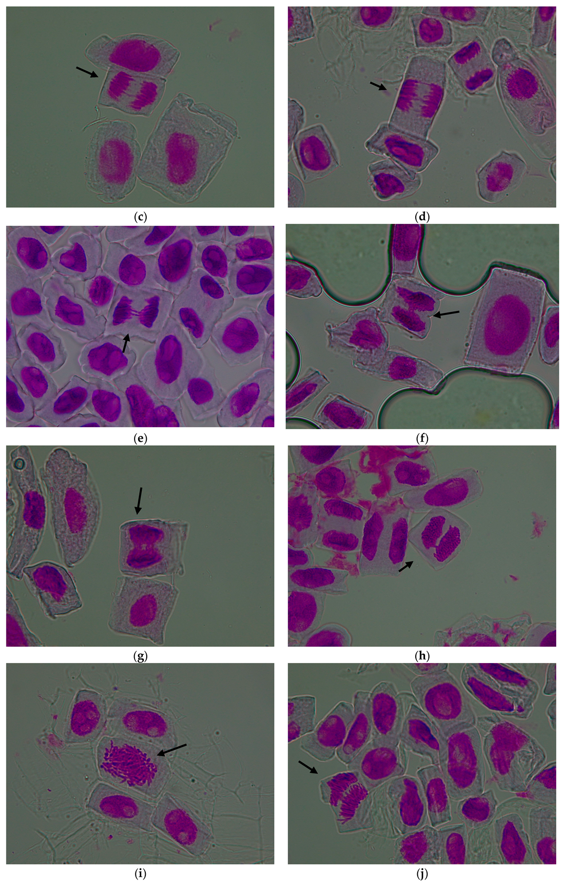 Agronomy 15 02364 g006b