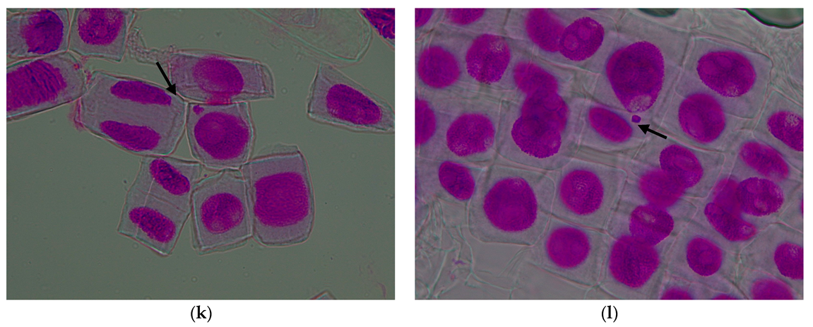 Agronomy 15 02364 g006c