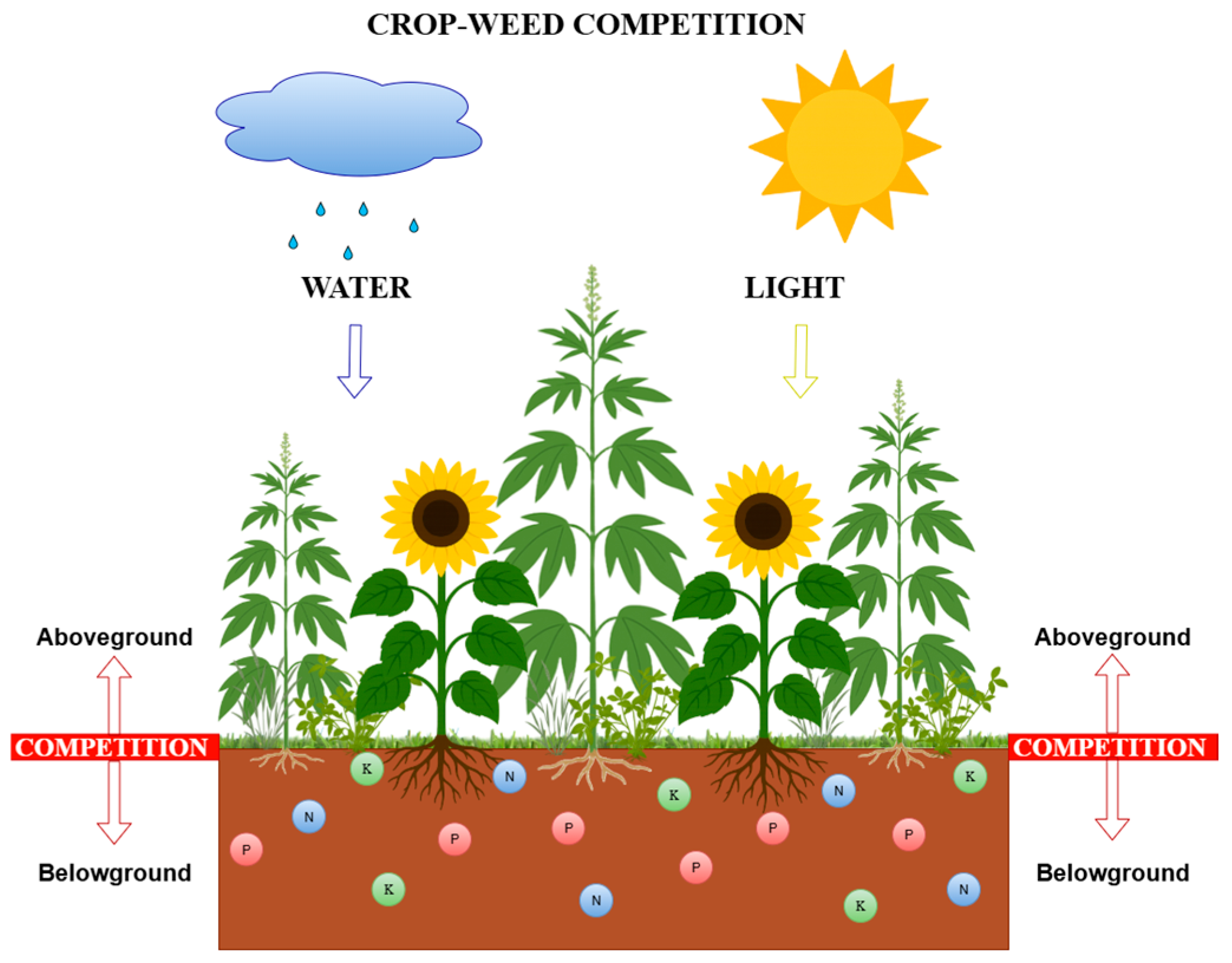 Agronomy 15 02366 g001 Agronomy 15 02366 g001